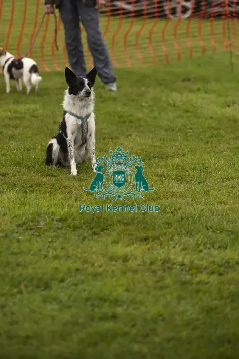 Framed Print : Scruffts Family Crossbreed of the Year competition All About Dogs Cornwall Framed Print : Scruffts Family Crossbreed of the Year competition All About Dogs Cornwall