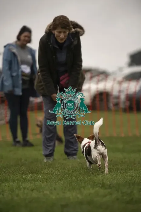 Framed Print : Scruffts Family Crossbreed of the Year competition All About Dogs Cornwall Framed Print : Scruffts Family Crossbreed of the Year competition All About Dogs Cornwall