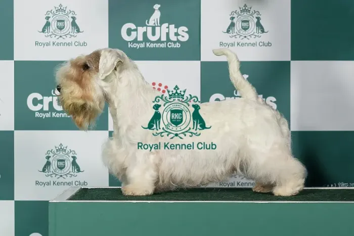 Framed Print : Sealyham Terrier Best of Breed Crufts 2026 Framed Print : Sealyham Terrier Best of Breed Crufts 2026