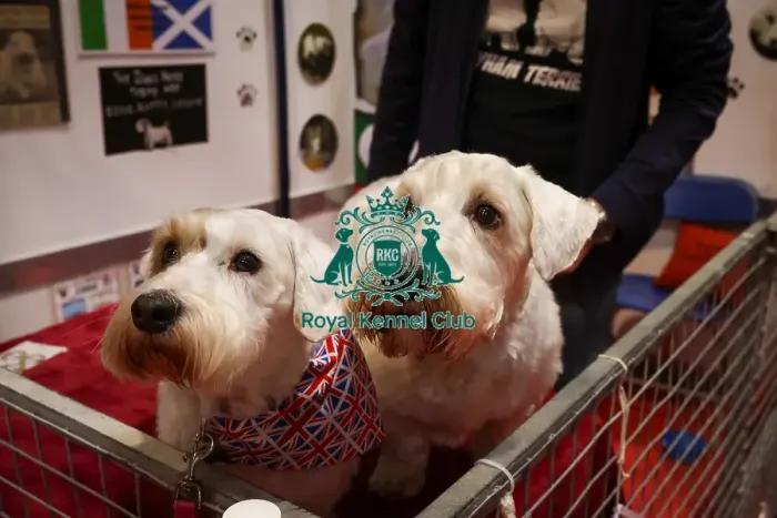 Framed Print : Sealyham Terriers at Discover Dogs Framed Print : Sealyham Terriers at Discover Dogs