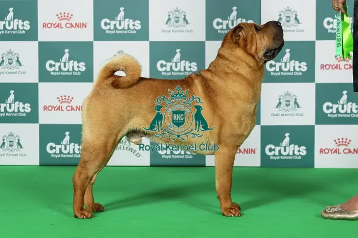 Framed Print : Shar Pei Best of Breed Crufts 2026 Ch Chernyi Chizh Baloved by All at Sharpuggles (Imp Rus) (Mrss Grimshaw) Framed Print : Shar Pei Best of Breed Crufts 2026 Ch Chernyi Chizh Baloved by All at Sharpuggles (Imp Rus) (Mrss Grimshaw)