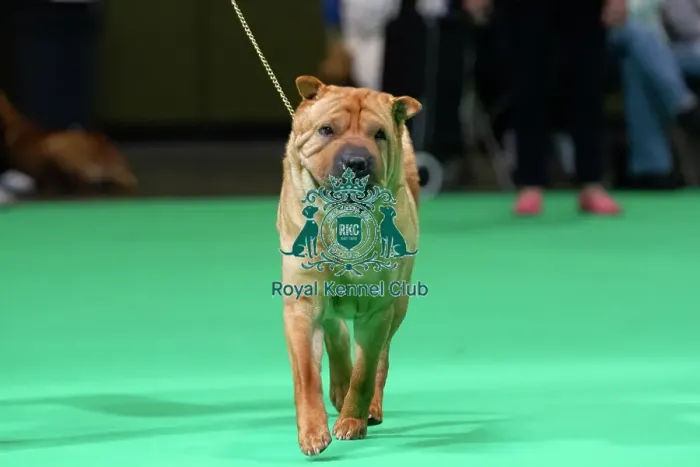 Framed Print : Shar Peis are judged