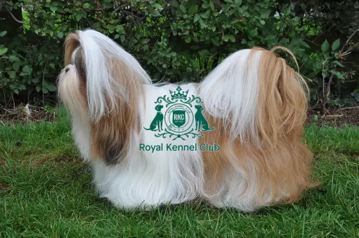 Framed Print : SHIH TZU. Dog Showing at Darlington Championship Dog Show, September 13th 14th 2013 Framed Print : SHIH TZU. Dog Showing at Darlington Championship Dog Show, September 13th 14th 2013
