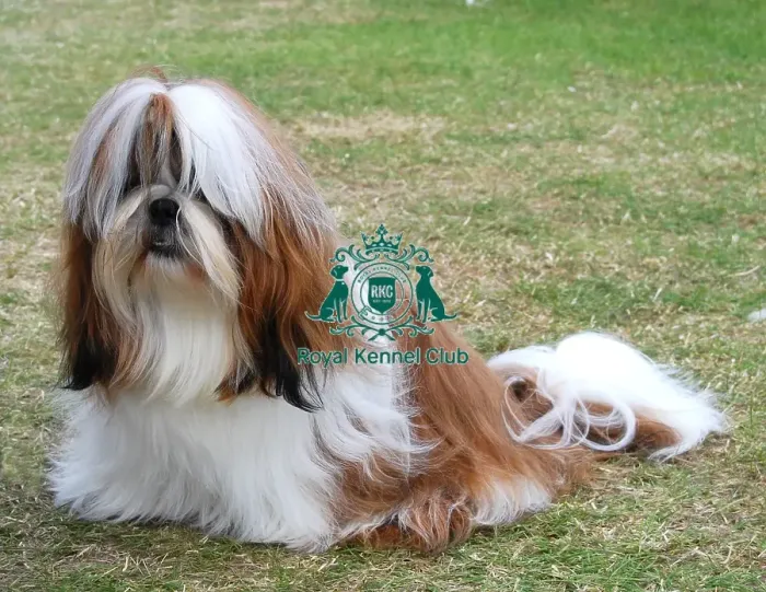 Framed Print : Shih Tzu, jpeg, jpg, outdoors, outside, sitting, heidi hudson, undocked, natural tail Framed Print : Shih Tzu, jpeg, jpg, outdoors, outside, sitting, heidi hudson, undocked, natural tail