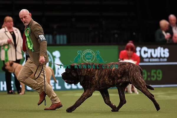 Simon Andrews from Burton on Trent with Diesel, a Mastiff, which was the Best of Breed winner today (Friday 10. 03. 23), the second day of Crufts 2023, at the NEC Birmingham