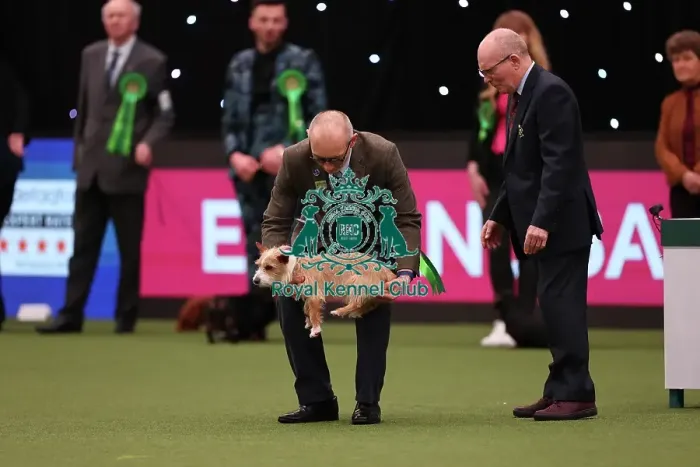 Framed Print : Simon and Anna Sampson from New Haven with Ore, a Portuguese Podengo (Warren Hound), which was the Best of Breed winner today (Saturday 11. 03. 23), the third day of Crufts 2023, at the NEC Birmingham