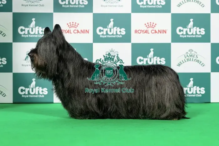 Framed Print : Skye Terrier Best of Breed Crufts 2026 Framed Print : Skye Terrier Best of Breed Crufts 2026