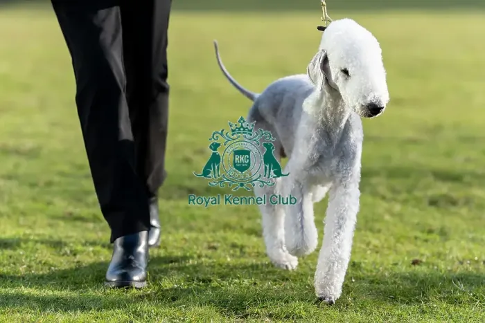 Framed Print : Solly, a Bedlington Terrier, arriving today (Thursday 06 / 03 / 25)