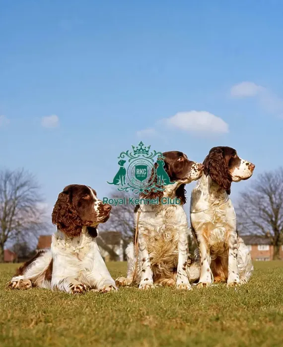 Framed Print : Spaniel-English Springer