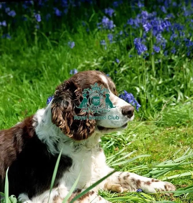 Framed Print : Spaniel-English Springer