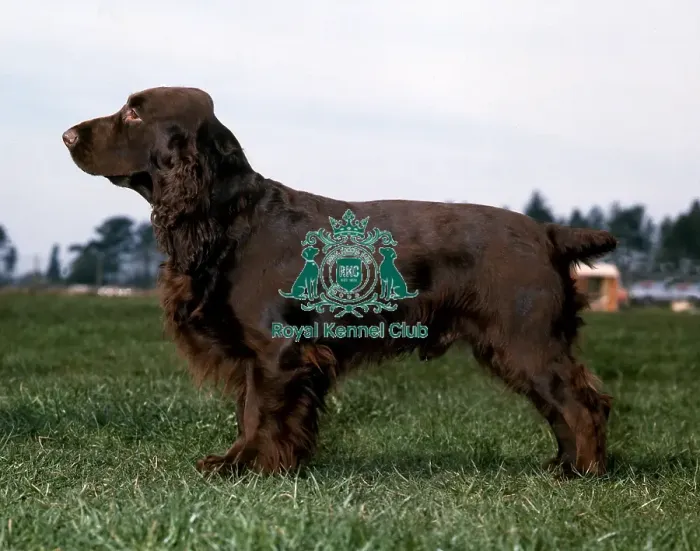 Framed Print : Spaniel-Field