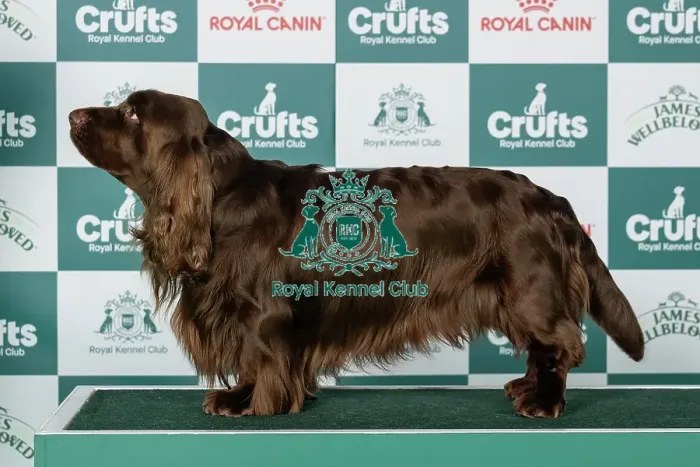 Framed Print : Spaniel (Sussex) Best of Breed Crufts 2026 Framed Print : Spaniel (Sussex) Best of Breed Crufts 2026