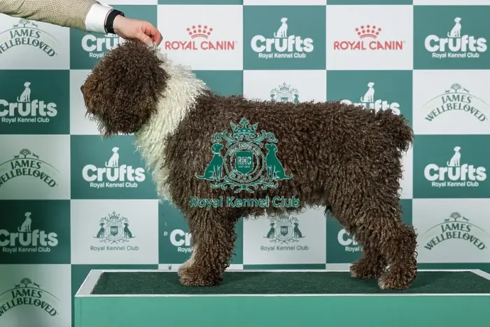 Framed Print : Spanish Water Dog Best of Breed Crufts 2026 Framed Print : Spanish Water Dog Best of Breed Crufts 2026