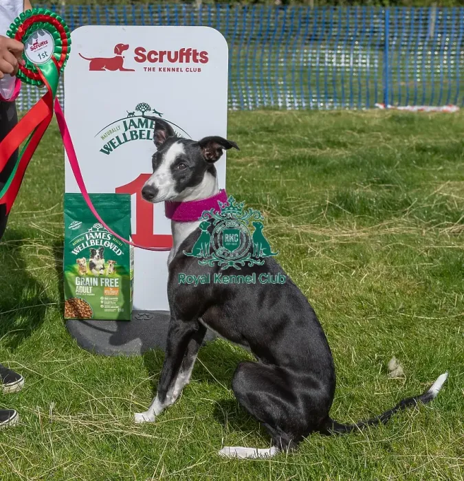 Framed Print : Sponsors Name Scruffts Heats Dog Only Scruffts Family Crossbreed Of The Year Competition