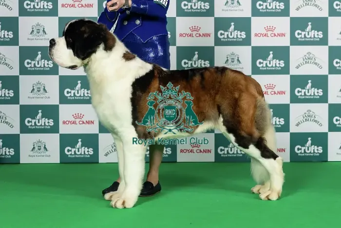 Framed Print : St Bernard Best of Breed Crufts 2026 Framed Print : St Bernard Best of Breed Crufts 2026