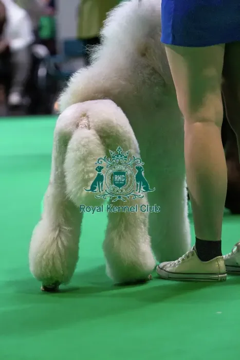 Framed Print : Standard Poodles being judged