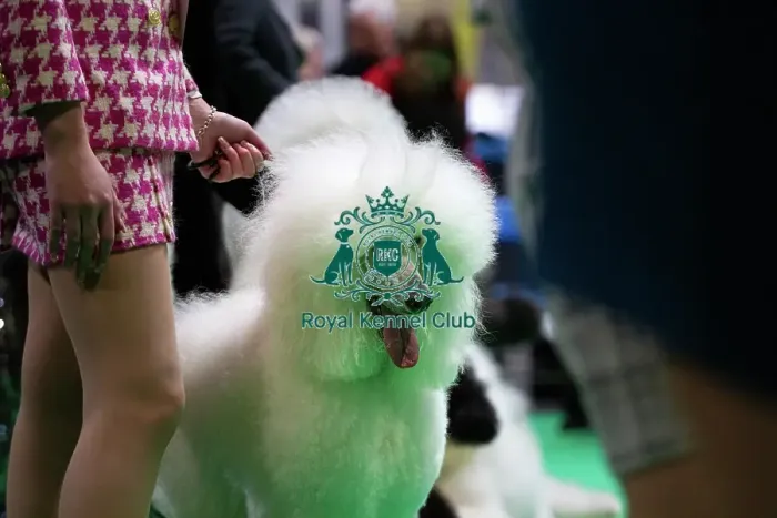 Framed Print : Standard Poodles being judged