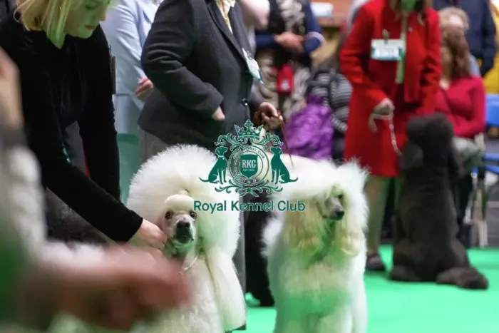 Framed Print : Standard Poodles being judged