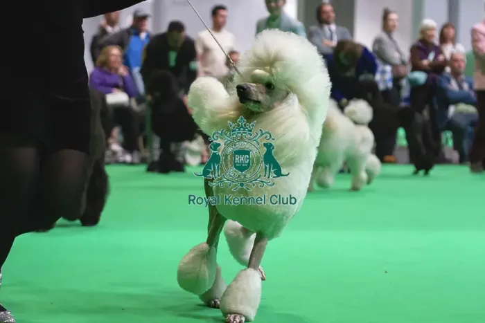 Framed Print : Standard Poodles being judged