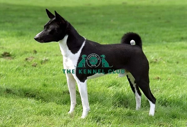 standing, profile, basenji, black and white, outside, pointy ears, brown, white