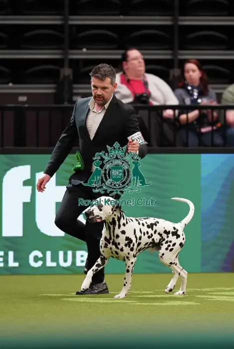 Framed Print : Stefan Vondaneisen from Belgium, with Vic, a Dalmatian, which was the Best of Breed winner today (Sunday 12. 03. 23), the last day of Crufts 2023, at the NEC Birmingham