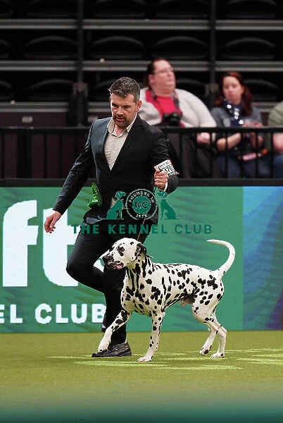 Stefan Vondaneisen from Belgium, with Vic, a Dalmatian, which was the Best of Breed winner today (Sunday 12. 03. 23), the last day of Crufts 2023, at the NEC Birmingham