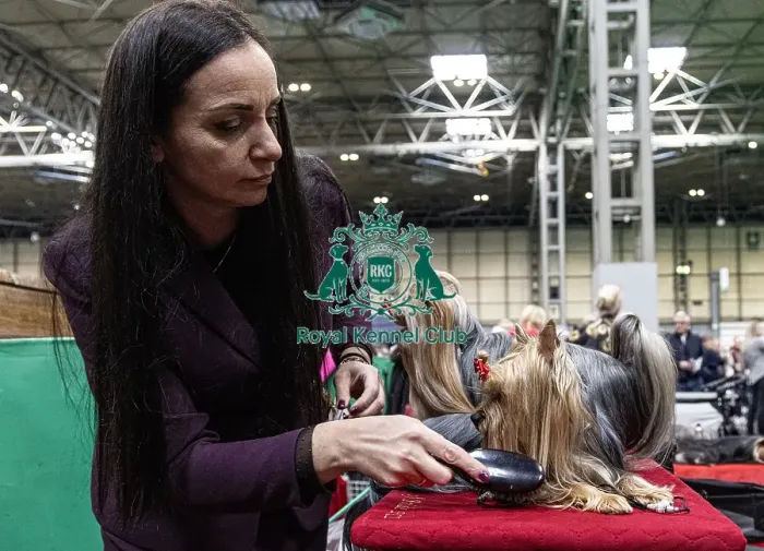 Framed Print : Sulich Dagmara from Poland with Unclja a Yorkshire Terrier who was competing today (Friday 07 / 03 / 25) Framed Print : Sulich Dagmara from Poland with Unclja a Yorkshire Terrier who was competing today (Friday 07 / 03 / 25)