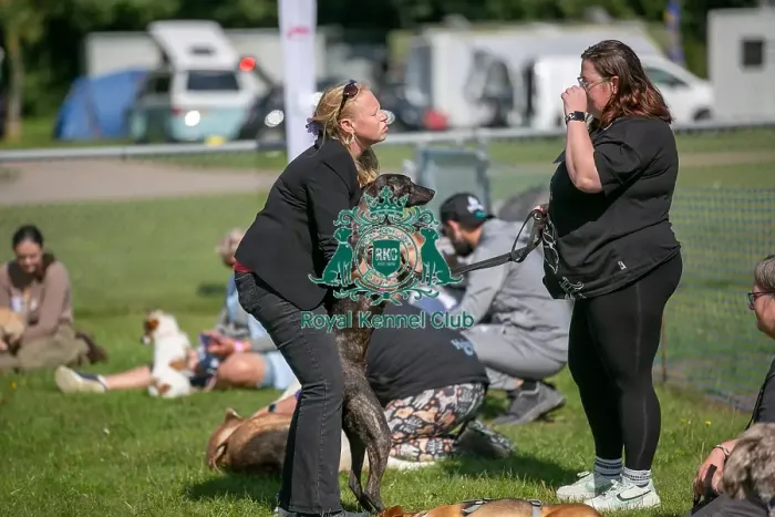 Framed Print : Sunday 15th September 2024, Detling Showground, Judging, Scruffts Family Crossbreed Of The Year Competition, Crossbreed Competition, Kent Framed Print : Sunday 15th September 2024, Detling Showground, Judging, Scruffts Family Crossbreed Of The Year Competition, Crossbreed Competition, Kent
