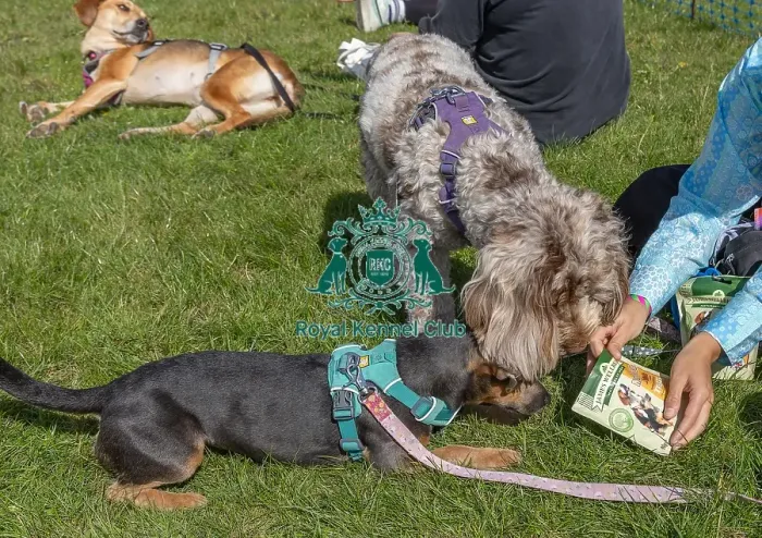 Framed Print : Sunday 15th September 2024 Dog Only Scruffts Family Crossbreed Of The Year Competition Framed Print : Sunday 15th September 2024 Dog Only Scruffts Family Crossbreed Of The Year Competition