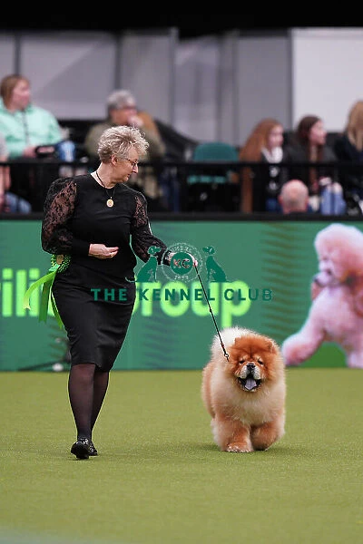 Suzanne Lunau from Denmark, with Kashmere, a Chow Chow, which was the Best of Breed winner today (Sunday 12. 03. 23), the last day of Crufts 2023, at the NEC Birmingham