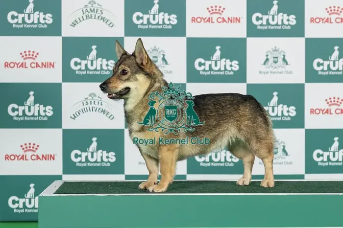 Framed Print : Swedish Vallhund Best of Breed Crufts 2026 Framed Print : Swedish Vallhund Best of Breed Crufts 2026
