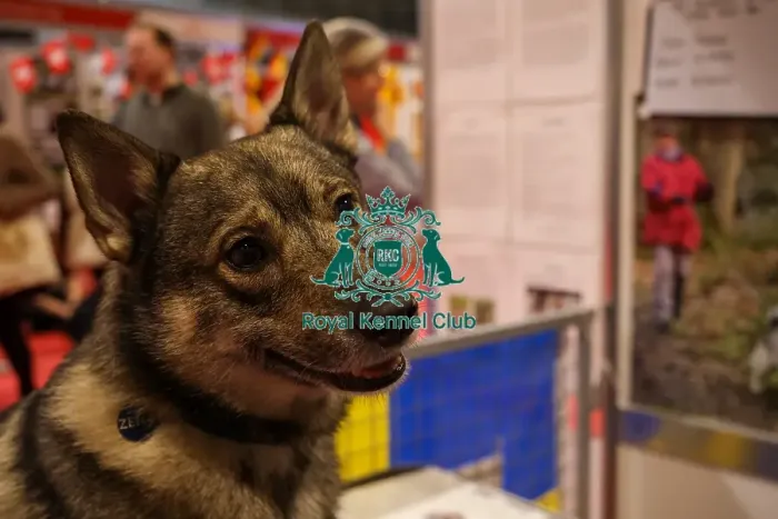 Framed Print : Swedish Vallhund at Discover Dogs