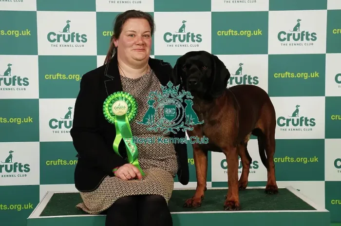 Framed Print : Terri Andrews from Devon with Havoc, a Bavarian Mountain Hound, which was the Best of Breed winner today (Saturday 11. 03. 23), the third day of Crufts 2023, at the NEC Birmingham Framed Print : Terri Andrews from Devon with Havoc, a Bavarian Mountain Hound, which was the Best of Breed winner today (Saturday 11. 03. 23), the third day of Crufts 2023, at the NEC Birmingham