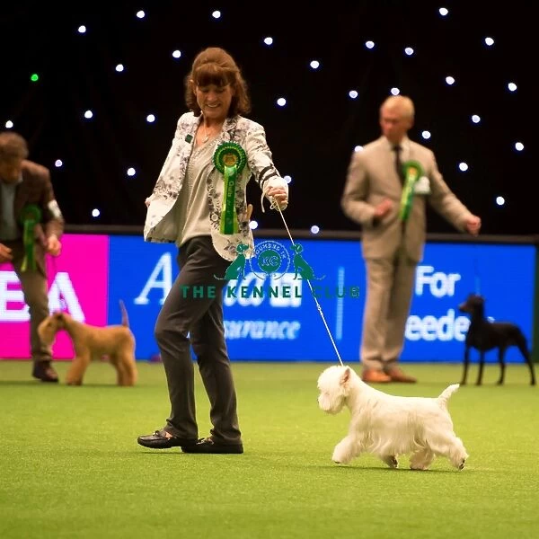 Terrier Group - winner