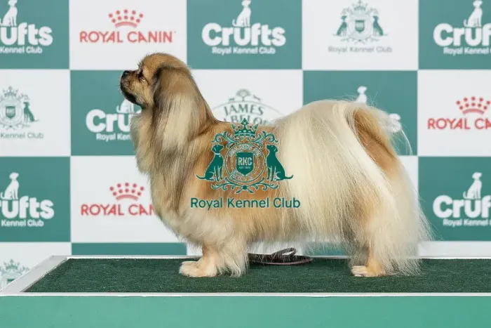 Framed Print : Tibetan Spaniel Best of Breed Crufts 2026 Framed Print : Tibetan Spaniel Best of Breed Crufts 2026