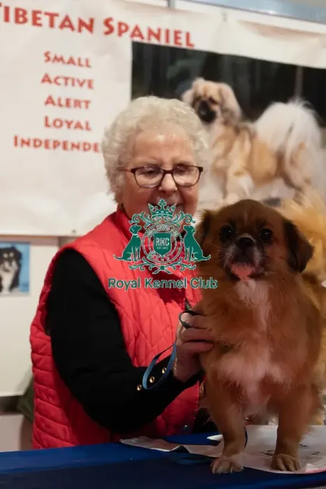 Framed Print : Tibetan Spaniel Minnie With Owner Discover Dogs Framed Print : Tibetan Spaniel Minnie With Owner Discover Dogs