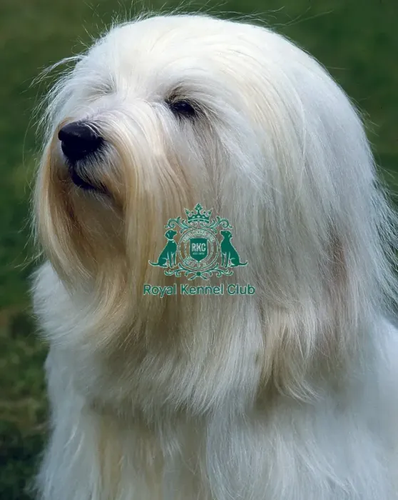 Framed Print : Tibetan Terrier Framed Print : Tibetan Terrier