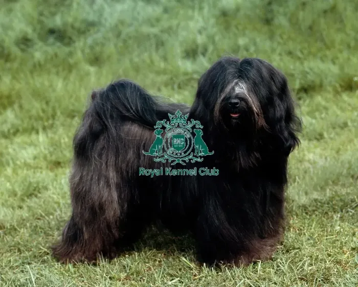 Framed Print : Tibetan Terrier Framed Print : Tibetan Terrier