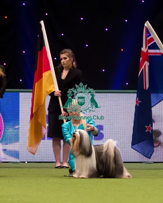Framed Print : TIBETAN TERRIER Best of Breed Crufts 2017