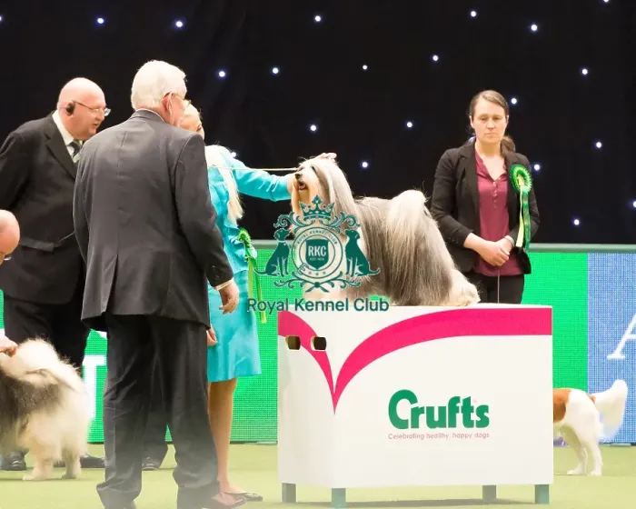 Framed Print : TIBETAN TERRIER Best of Breed Crufts 2017 Framed Print : TIBETAN TERRIER Best of Breed Crufts 2017
