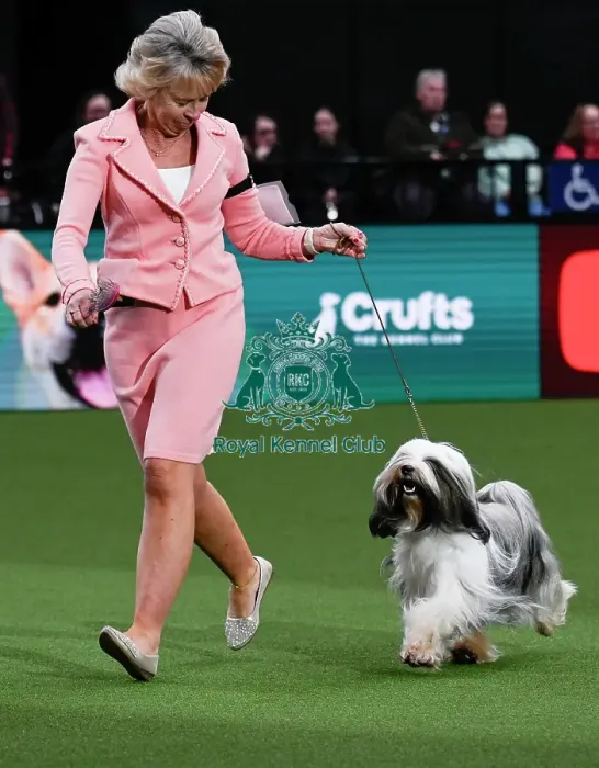Framed Print : Tibetan Terrier, Ch Araki Wowie Zowie JW