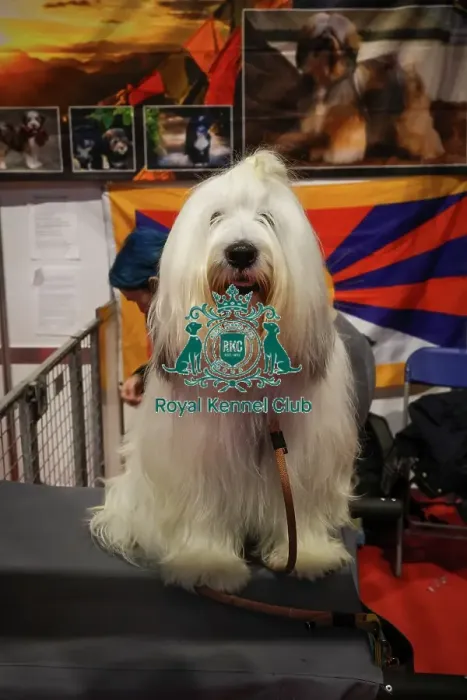 Framed Print : Tibetan Terrier at Discover Dogs