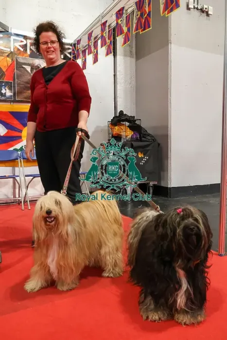 Framed Print : Tibetan Terriers with owner Framed Print : Tibetan Terriers with owner