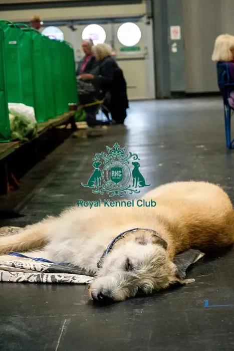 Framed Print : A Tired Irish Wolfhound On The Floor Framed Print : A Tired Irish Wolfhound On The Floor