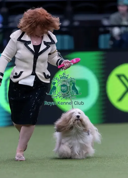 Framed Print : Toby, a Tibetan Terrier, competing in the Junior Warrant Final today (05) Framed Print : Toby, a Tibetan Terrier, competing in the Junior Warrant Final today (05)