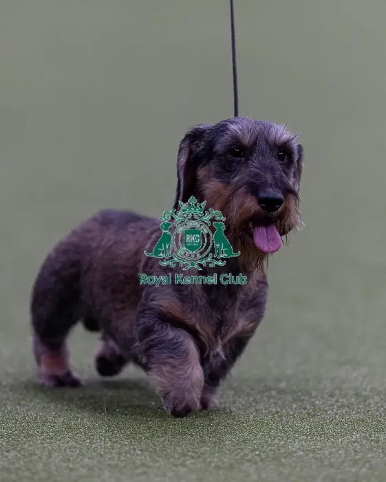 Framed Print : Tommy, Dachshund (Wire Haired) competing in the Junior Warrant Final today (05) Framed Print : Tommy, Dachshund (Wire Haired) competing in the Junior Warrant Final today (05)