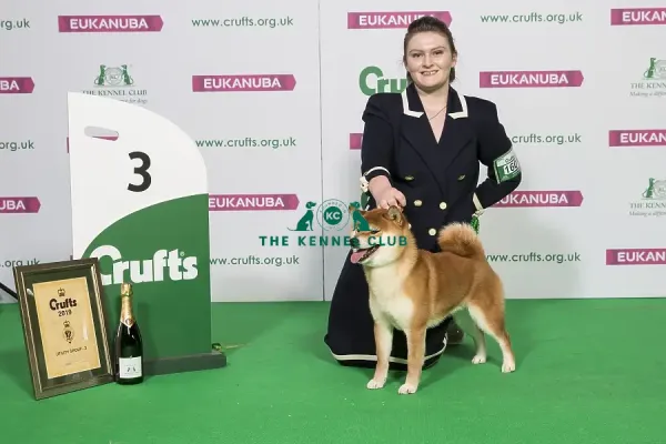 Miniature Schnauzer Utility Breeds Crufts Crufts 2017 Crufts 2019