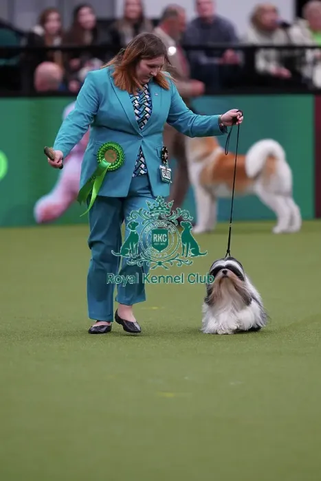 Framed Print : Vicky Clutterbuck from Newbury, with Lettuce, a Lhasa Apso, which was the Best of Breed winner today (Sunday 12. 03. 23), the last day of Crufts 2023, at the NEC Birmingham