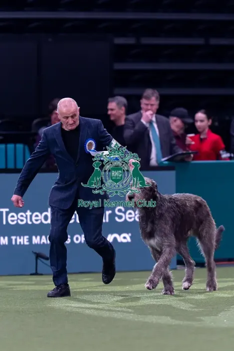 Framed Print : Vulnerable Breeds Competion Winner Roger Tebburtt with Tozzie an Irish Wolfhound Framed Print : Vulnerable Breeds Competion Winner Roger Tebburtt with Tozzie an Irish Wolfhound