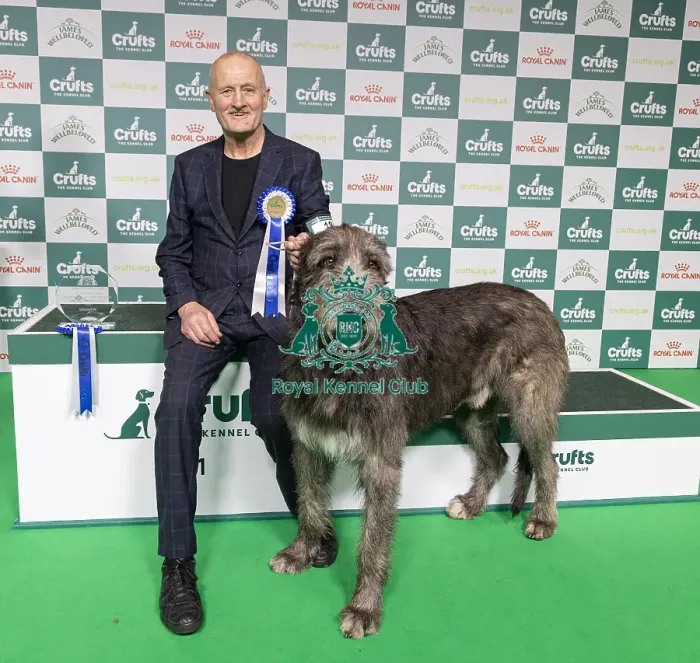 Framed Print : Vulnerable Breeds Competion Winner Roger Tebburtt with Tozzie an Irish Wolfhound (Friday 07 / 03 / 25) Framed Print : Vulnerable Breeds Competion Winner Roger Tebburtt with Tozzie an Irish Wolfhound (Friday 07 / 03 / 25)